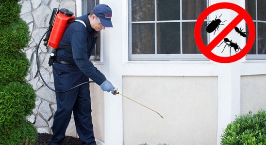 Bandırma Kemirgen İlaçlama böcek ilaçlama ve haşere kontrolü — ilaclama-tr.com